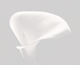 Calla Lily